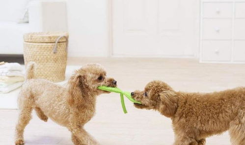 養狗5年，我才明白泰迪最期待的主人原來是這幾種類型